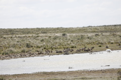 Anas georgica spinicauda