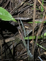 Leptodactylus wagneri