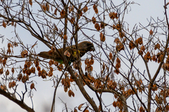 Poicephalus meyeri damarensis