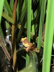Dendropsophus sarayacuensis