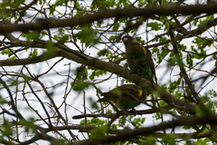 Poicephalus meyeri
