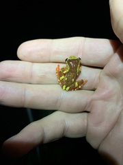 Dendropsophus sarayacuensis