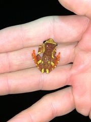 Dendropsophus sarayacuensis