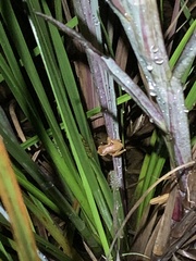 Dendropsophus sarayacuensis