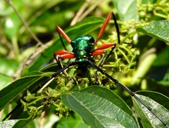 Plinthocoelium chilense