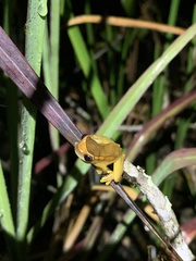 Dendropsophus bifurcus