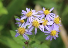 Aster microcephalus