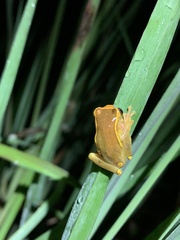 Dendropsophus bifurcus