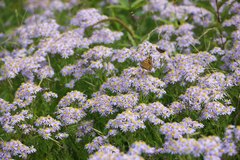 Aster microcephalus