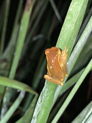 Dendropsophus bifurcus