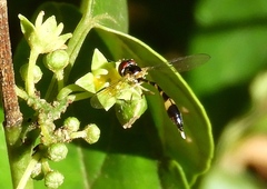 Fragosa