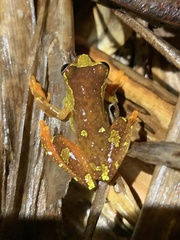 Dendropsophus sarayacuensis