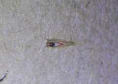 Erythridula pfrimmeri