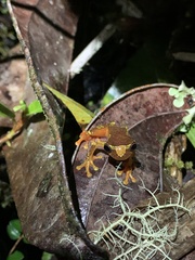 Dendropsophus sarayacuensis