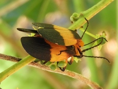 Lycus sallaei