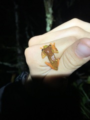 Dendropsophus sarayacuensis