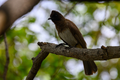 Pycnonotus barbatus tricolor
