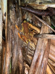 Dendropsophus sarayacuensis