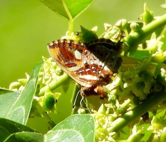 Anteros carausius carausius