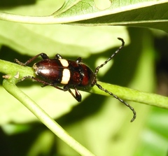 Lissonotus flavocinctus