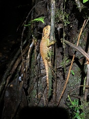 Canelos Woodlizard photo 2