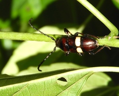Lissonotus flavocinctus