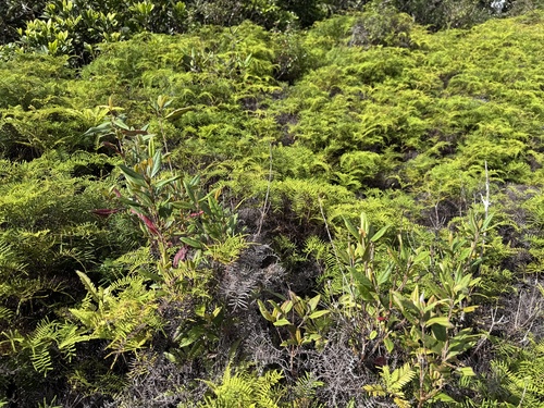 Rhodomyrtus sericea observed 2025-09-28