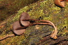 Psilocybe yungensis