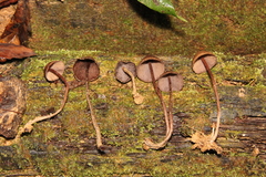 Psilocybe yungensis