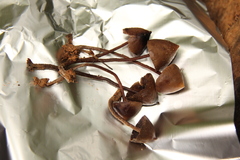 Psilocybe yungensis