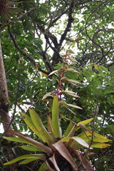 Tillandsia fendleri