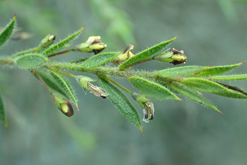 Daviesia filipes, 2025-09-13