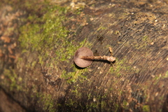 Psilocybe yungensis