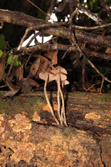 Psilocybe yungensis