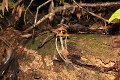 Psilocybe yungensis