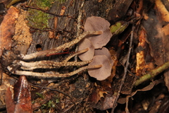 Psilocybe yungensis