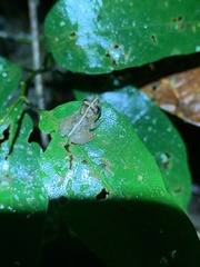 Pristimantis mallii