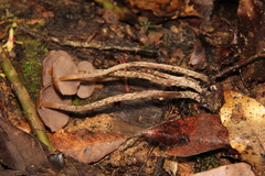 Psilocybe yungensis