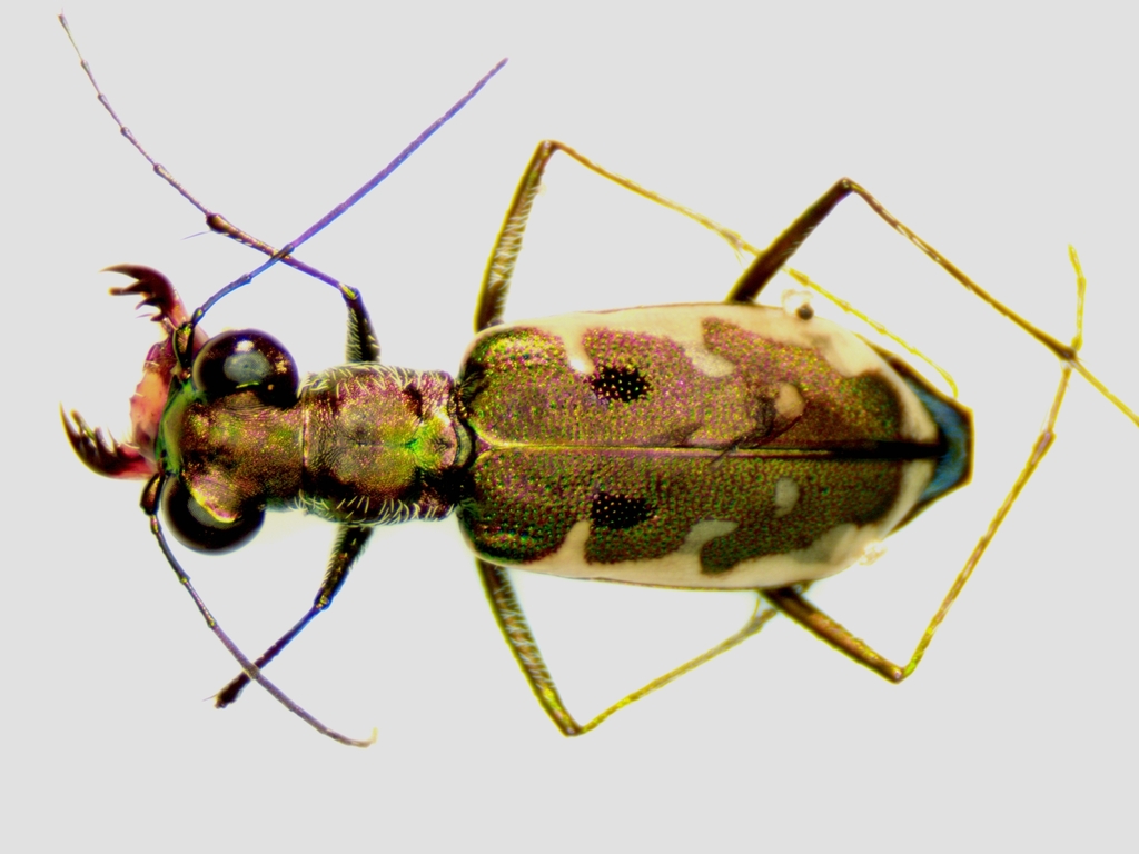 Myriochila congrua