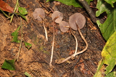 Psilocybe yungensis