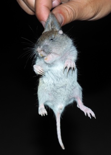 Northern Pocket Gopher