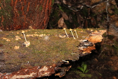 Psilocybe yungensis