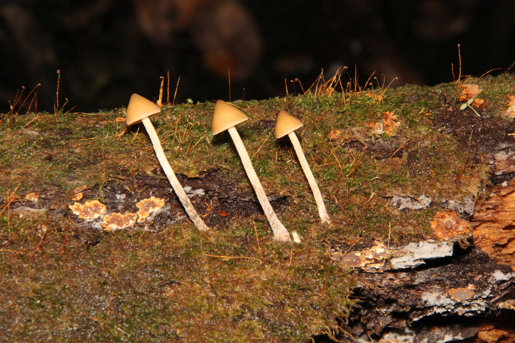 Psilocybe yungensis image