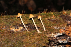 Psilocybe yungensis
