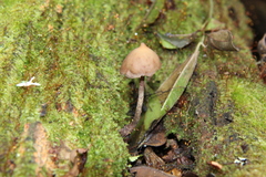 Psilocybe yungensis