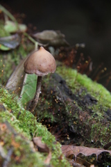 Psilocybe yungensis