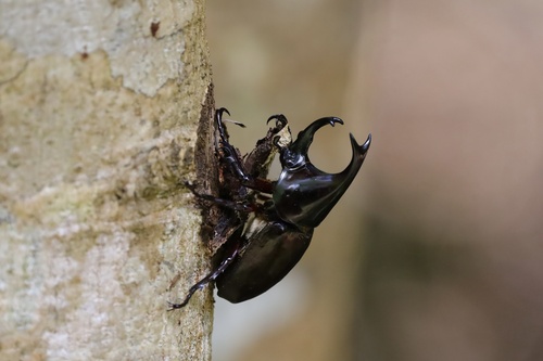 Xylotrupes socrates siamensis