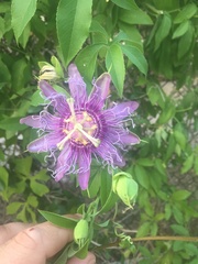 Passiflora