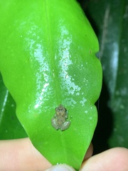 Pristimantis ventrimarmoratus