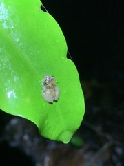 Pristimantis ventrimarmoratus